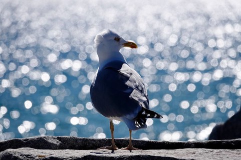 Seagull in front of the glittering waters of the Baltic Sea, Mecklenburg-Vorpommern, Germany,