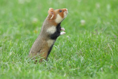 Field hamster (Cricetus cricetus), standing upright in meadow, Vienna, Lower Austria, Austria,