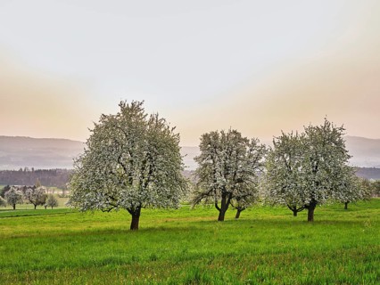 Blossoming pear trees in front of a sky full of Sahara dust, Beinwil Freiamt, Canton Aargau,