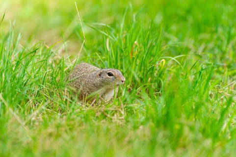 European ground squirrel (Spermophilus citellus) on a meadwo, Bavaria, Germany, Europe