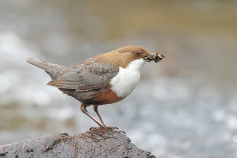 White-throated Dipper (Cinclus cinclus) on a stone on the bank of a river, wildlife, nature