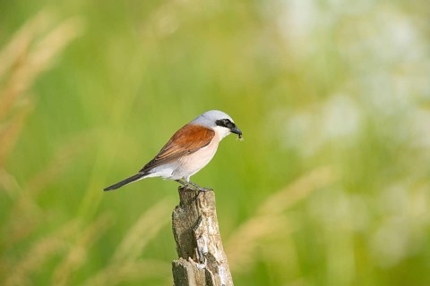 Red-backed shrike (Lanius collurio) ml Germany