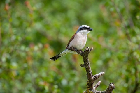 Red-backed shrike (Lanius collurio) ml Germany