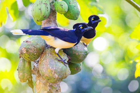 Plush-crested jay (Cyanocorax chrysops) Pantanal Brazil