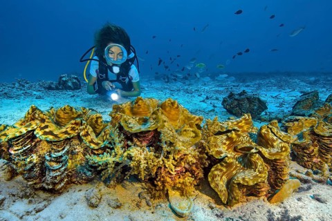 Underwater photo of female diver looking at illuminated group of giant clams (Tridacna maxima)