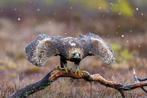 European golden eagle (Aquila chrysaetos chrysaetos) taking off from branch in moorland, heathland
