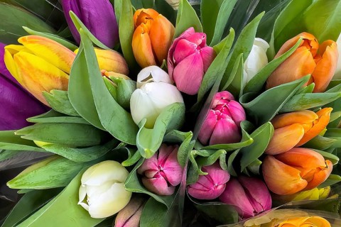 Colourful bouquet of tulips Bouquet of tulips, international