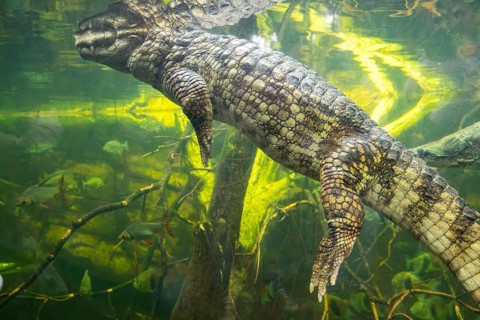Saltwater crocodile (Crocodylus porosus) swimming in the water, captive