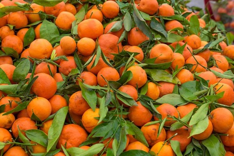 Market sale of oranges and clementines in the medina of Essaouira, Morocco, Africa