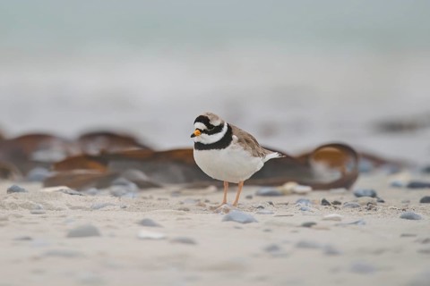 Common ringed plover (Charadrius hiaticula) on the beach, Düne, Helgoland, Schleswig-Holstein,