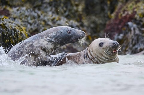 Grey seal (Halichoerus grypus) playing with each other in the water, sea, Düne, Helgoland,
