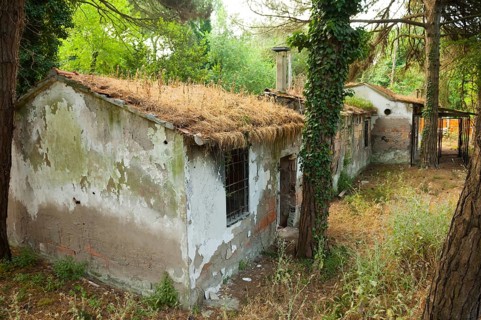 Ruined house in a pine forest near Ravenna, Italy, Europe