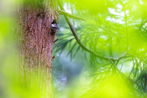 Great spotted woodpecker (Dendrocopos major), begging almost fledged young bird looking out of its