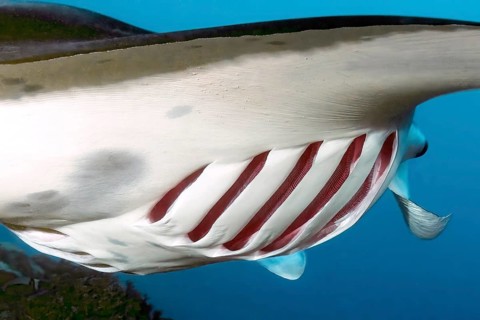Close-up details of open gill slits with red gills respiratory organs of fish Giant ray (Manta)