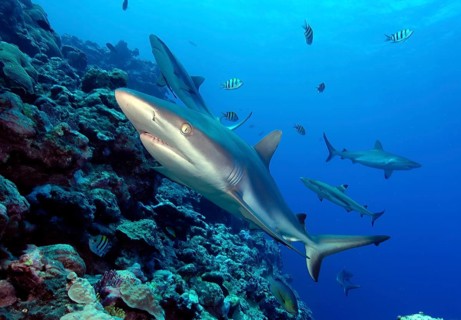 Underwater photo close-up of Grey reef shark (Carcharhinus amblyrhynchos) swimming over coral reef