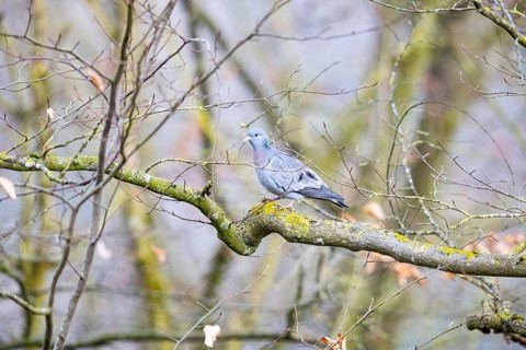 Stock Dove (Columba oenas) Germany