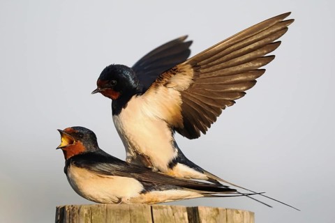 Two barn swallows (Hirundo rustica) mating on a post, male with outstretched wings, Hesse, Germany,