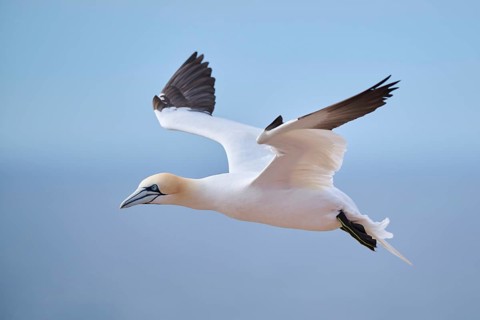 Northern gannet (Morus bassanus) flying over the sea, landing, wildlife, Helgoland, Germany, Europe