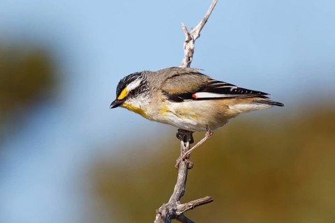 Striated Pardalote (Pardalotus striatus) perched on a branch, South Australia, Australia, Oceania