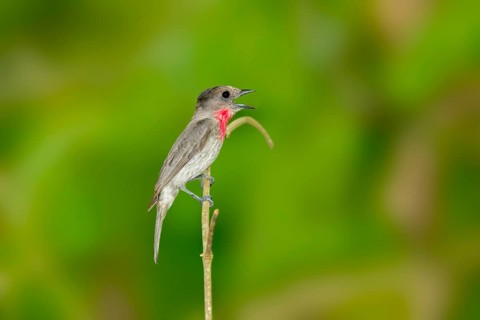 Rose-throated Becard Pachyramphus aglaiae La Bajada, Nayarit, Mexico 8 June Adult Male singing.