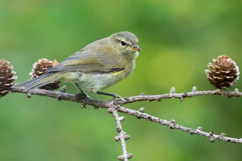 Common Chiffchaff (Phylloscopus collybita) perched on a branch, Lower Saxony, Germany, Europe
