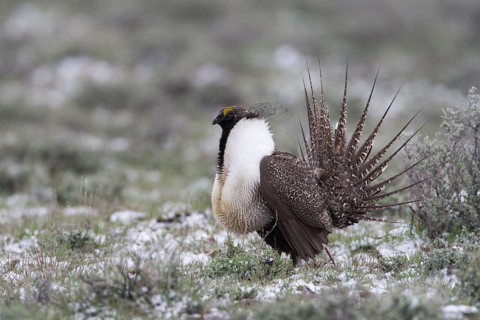 May 1, 2010 Male Sage Groouse displaying on snowy lek
