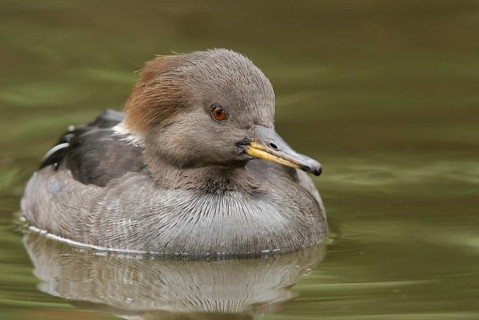 Hooded Merganser (Lophodytes cucullatus) female, Arizona, USA, North America