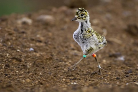 European Golden Plover (Pluvialis apricaria) juvenile, Lower Saxony, Germany, Europe
