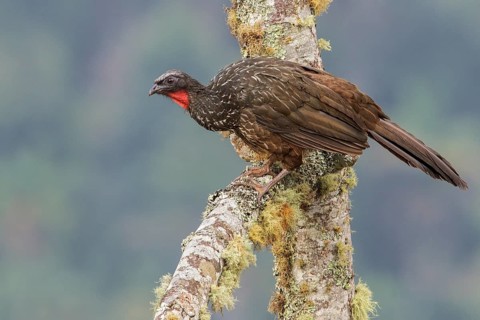 Dusky-legged Guan (Penelope obscura) perched on a branch in the Atlantic rainforest of southeast
