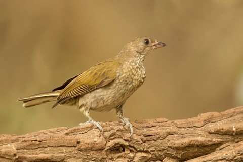 Spotted Honeyguide (Indicator maculatus), Gambia, Africa