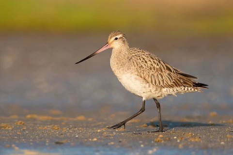 Bar-tailed Godwit (Limosa lapponica) foraging, Queensland, Australia, Oceania