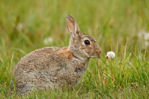 Cute rabbit with flower dandelion sitting in grass during Easter
