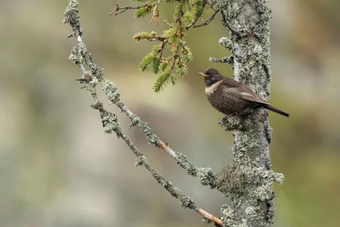 Ring Ouzel (Turdus torquatus), Dalarna, Sweden, Europe