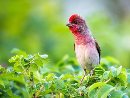 Common Rosefinch (Carpodacus erythrinus) male, Mecklenburg-Western Pomerania, Germany, Europe