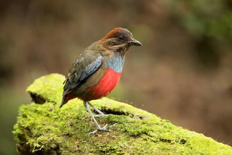 Whiskered Pitta (Erythropitta kochi) male perched on mossy stone, Quezon, Philippines, Asia