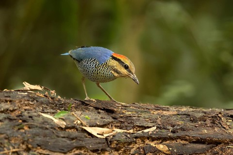 Blue Pitta (Hydrornis cyaneus) male perched on an old tree trunk, Kaeng Krachan, Thailand, Asia