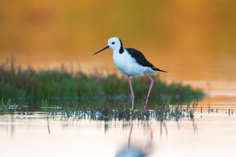 White-headed Stilt (Himantopus leucocephalus), Victoria, Australia, Oceania