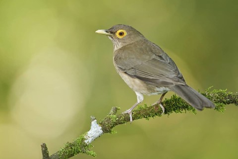 Spectacled Thrush (Turdus nudigenis nudigenis) perched on a branch, Trinidad and Tobago, Central