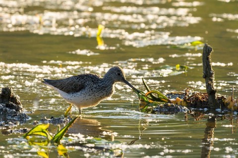 Greenshank (Tringa nebularia), water, backlight, Lower Austria
