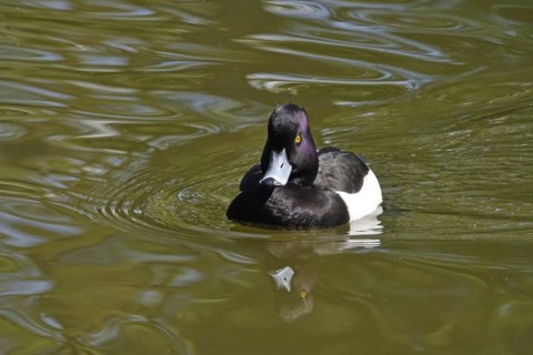 Tufted duck (Aythya fuligula) swimming on a lake, spring, Germany, Europe