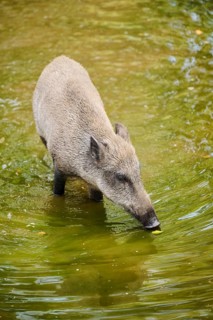 Wild boar (Sus scrofa) standing in the water, Bavarian Forest, Bavaria, Germany, Europe