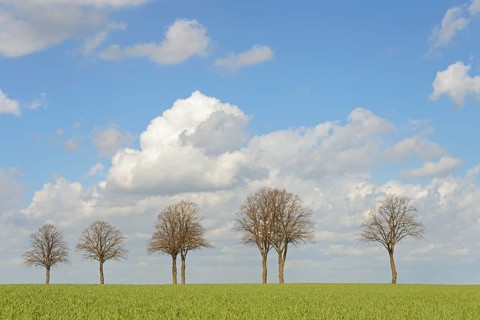 Row of trees, bare lime trees (Tilia) on a green grain field, blue cloudy sky, North