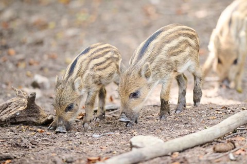 Wild boar (Sus scrofa) squeaker in a forest, Bavaria, Germany, Europe