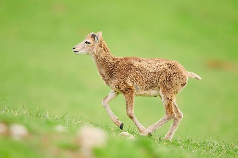 European mouflon (Ovis aries musimon) running standing on a meadow, tirol, Kitzbühel, Wildpark
