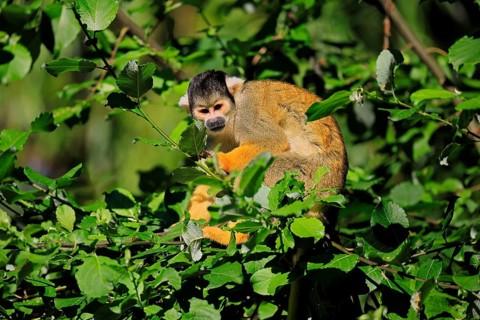 Black-capped squirrel monkey (Saimiri boliviensis), adult, on tree, alert, Bolivia, South America
