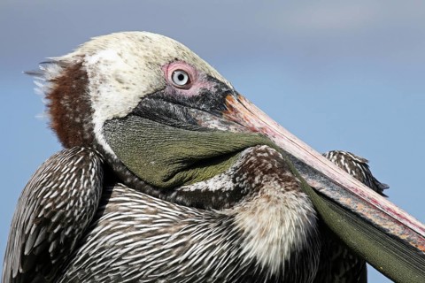 Brown pelican (Pelecanus occidentalis) close up portrait, Puerto Egas on Santiago Island, San