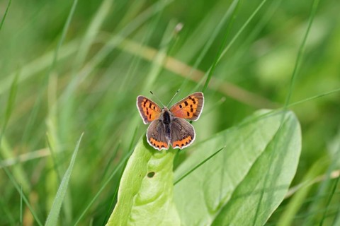Butterfly, Small fire butterfly (Lycaena phlaeas), blue, wings, orange, grass, Germany, The small