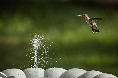 Hummingbird in flight