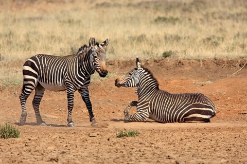 Cape mountain zebras (Equus zebra zebra), Mountain Zebra National Park, South Africa, Africa