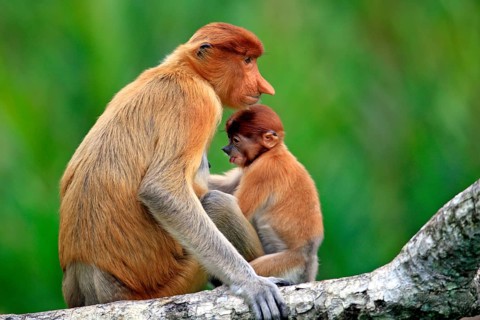 Proboscis monkeys (Nasalis larvatus), female and young, Labuk Bay, Sabah, Borneo, slender monkeys,